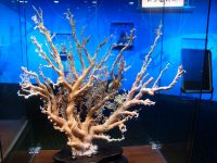 Korallenmuseum, Taipei 101